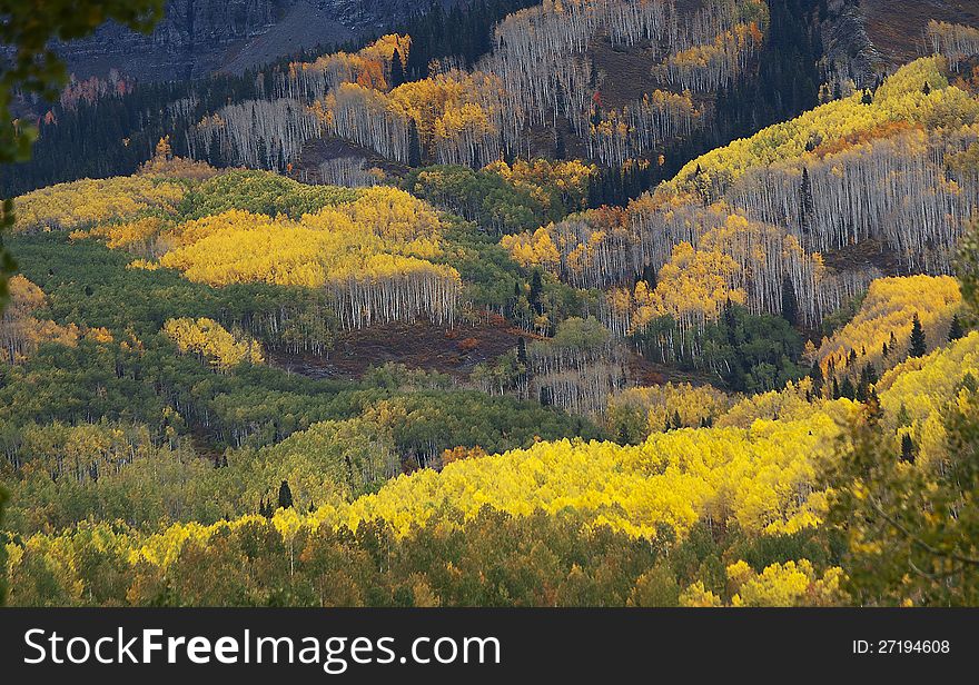 Mountainside full of a patchwork of green, gold, and yellow aspen trees with some groups showing stark white trunks. Mountainside full of a patchwork of green, gold, and yellow aspen trees with some groups showing stark white trunks.