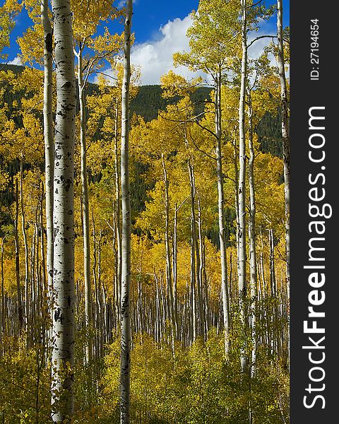 Aspen trees with stately white trunks and beautiful golden leaves stand tall against a pine covered mountainside and some blue sky above. Aspen trees with stately white trunks and beautiful golden leaves stand tall against a pine covered mountainside and some blue sky above.