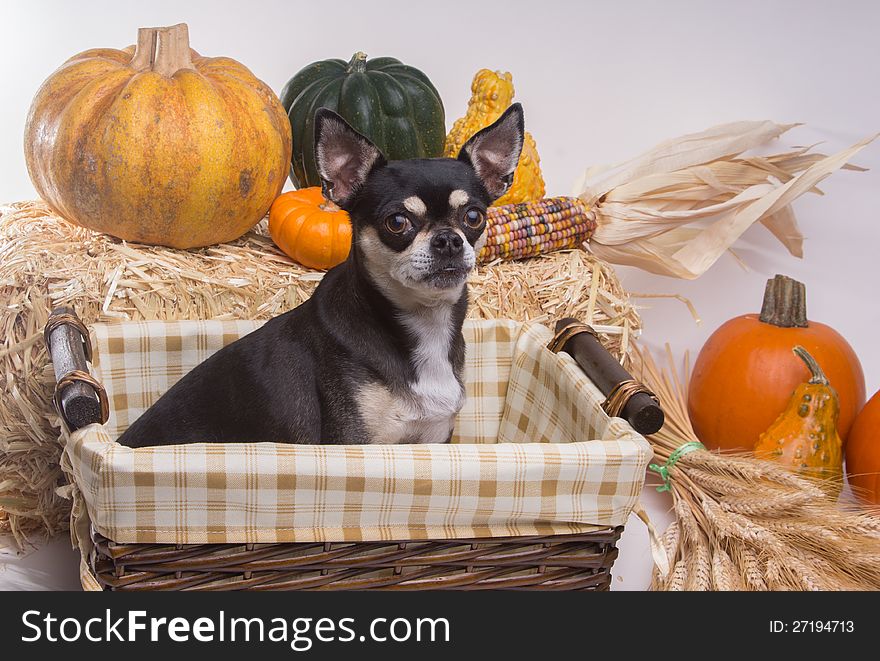 Cute tan and brown chihuahua inside harvest basket with pumpkins, Indian Corn, wheat stalks, and hay stack. On white background. Cute tan and brown chihuahua inside harvest basket with pumpkins, Indian Corn, wheat stalks, and hay stack. On white background