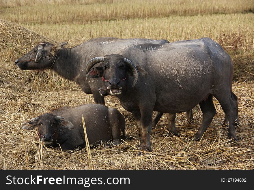 Buffalo's family in a cornfield. Buffalo's family in a cornfield