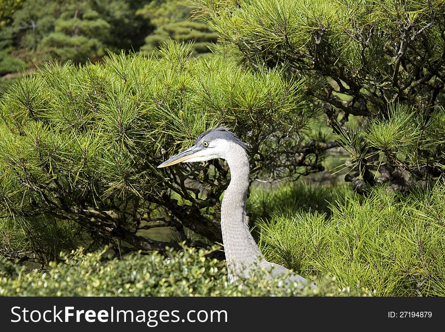 Crane searching for food in the bush