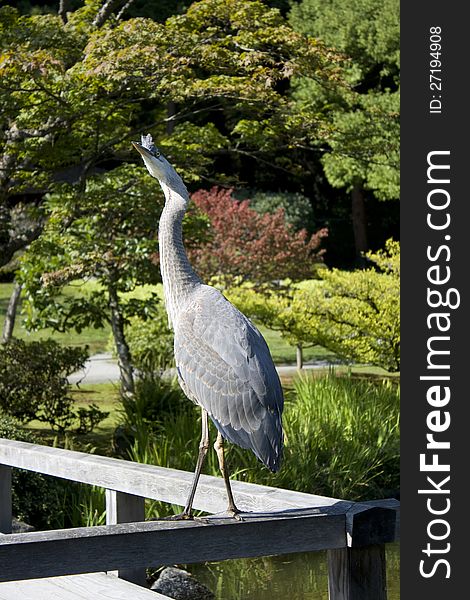 Curious crane wondering in garden