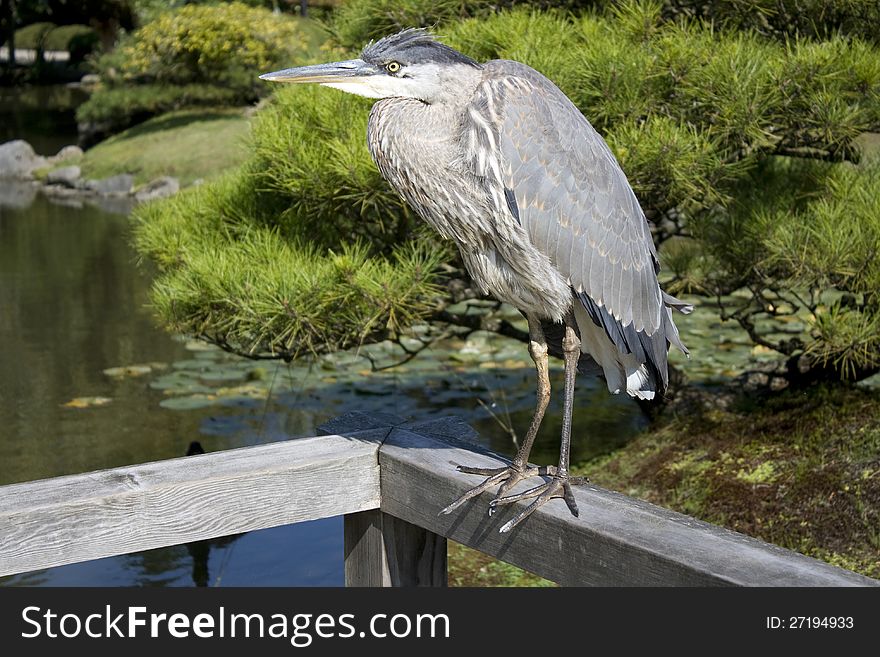 Funny looking crane wondering in garden