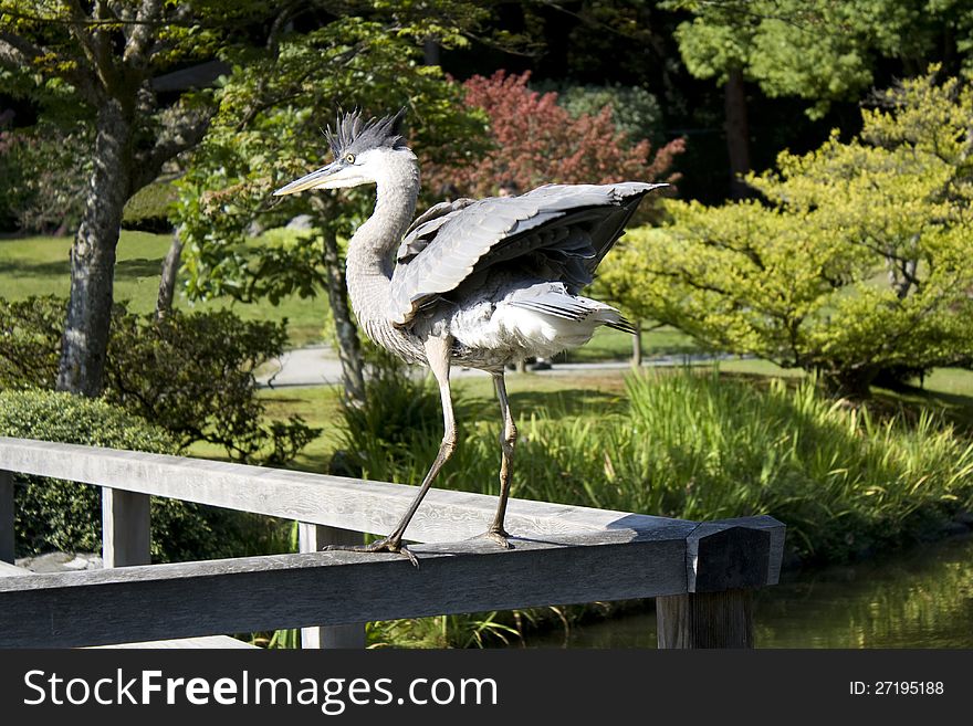 Crane Showing Off In Garden