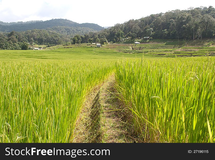 Rice farm on the mountain of Northern. Thailand.