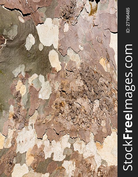 Closeup image of mottled sycamore tree bark. Closeup image of mottled sycamore tree bark