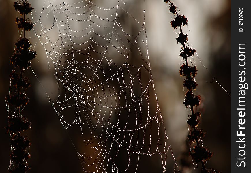 Spider web with water marbles on dry brown plants