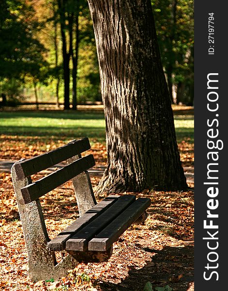 Bench in park under the tree in city Banska Bystrica, Slovakia