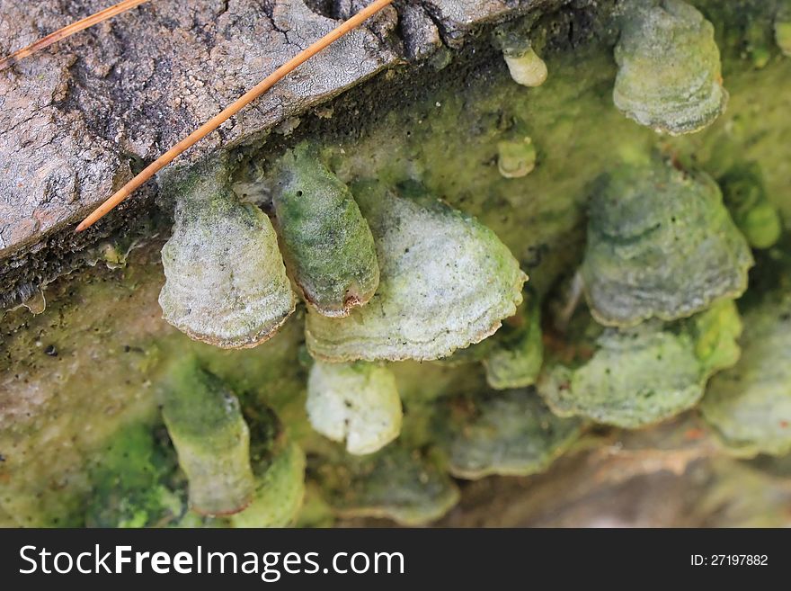 A grouping of a green colored shelf fungus on a fallen tree trunk in the woods. A grouping of a green colored shelf fungus on a fallen tree trunk in the woods.