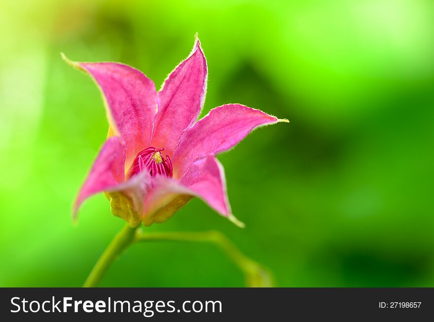 Clematis Duchess of Albanyï¼ˆTexensis Group clematisï¼‰