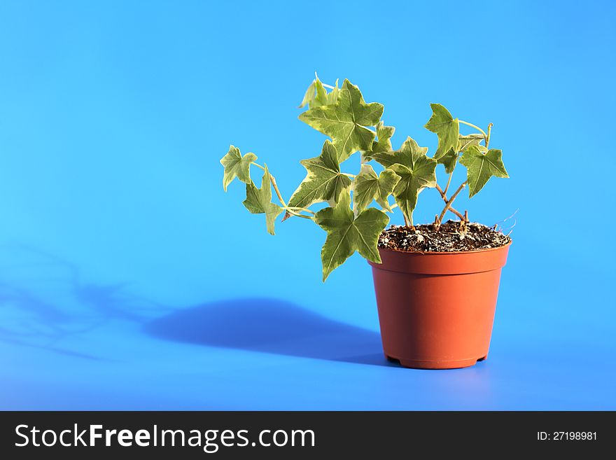 Nice green ivy in brown pot on blue background with long shadow. Nice green ivy in brown pot on blue background with long shadow