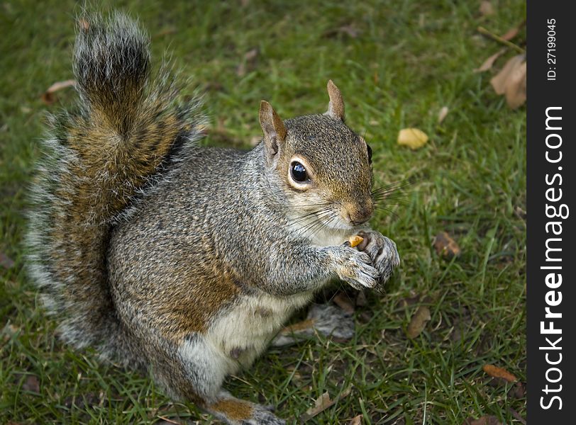 An squirrel eating hazelnut in Hide-park in London