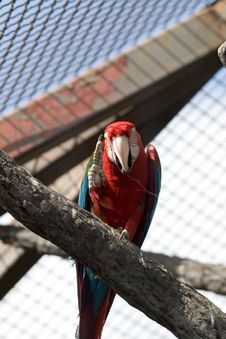 1 800 Parrot Free Stock Photos Stockfreeimages