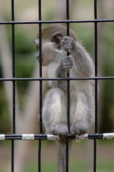 Baby Monkey Holding Bars Stock Photos