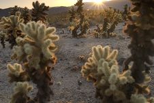 Sunrise Over Cholla Garden Royalty Free Stock Photo Sunrise Over Cholla Garden Royalty Free Stock Photo