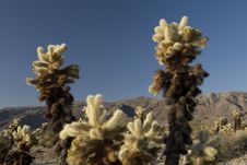 Cholla Garden Royalty Free Stock Photos