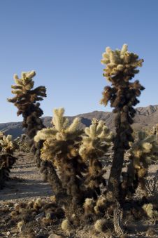 Cholla Cluster Royalty Free Stock Images Cholla Cluster Royalty Free Stock Images