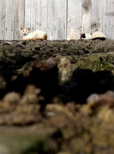 Cats Stock Photography Cats Stock Photography