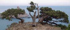 Tree On Rock Stock Photography Tree On Rock Stock Photography