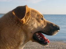Dog And Sea Sunset Royalty Free Stock Image