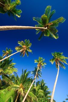 Tropical Palm Tree Paradise Stock Images Tropical Palm Tree Paradise Stock Images