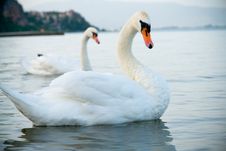 Swan Royalty Free Stock Photography