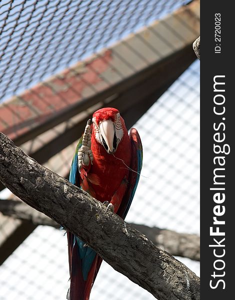 Greeting of the parrot in the moscow zoo