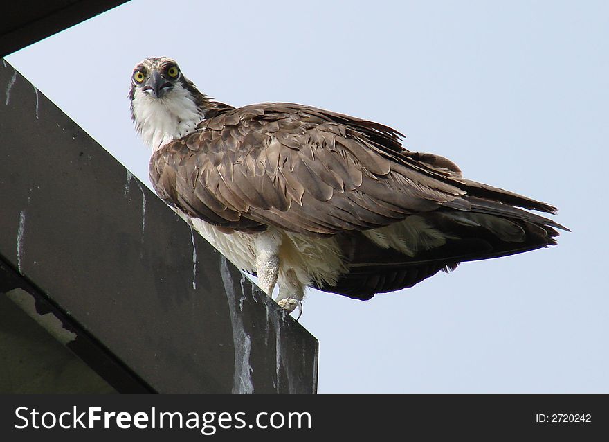 This is a osprey or fish hawks