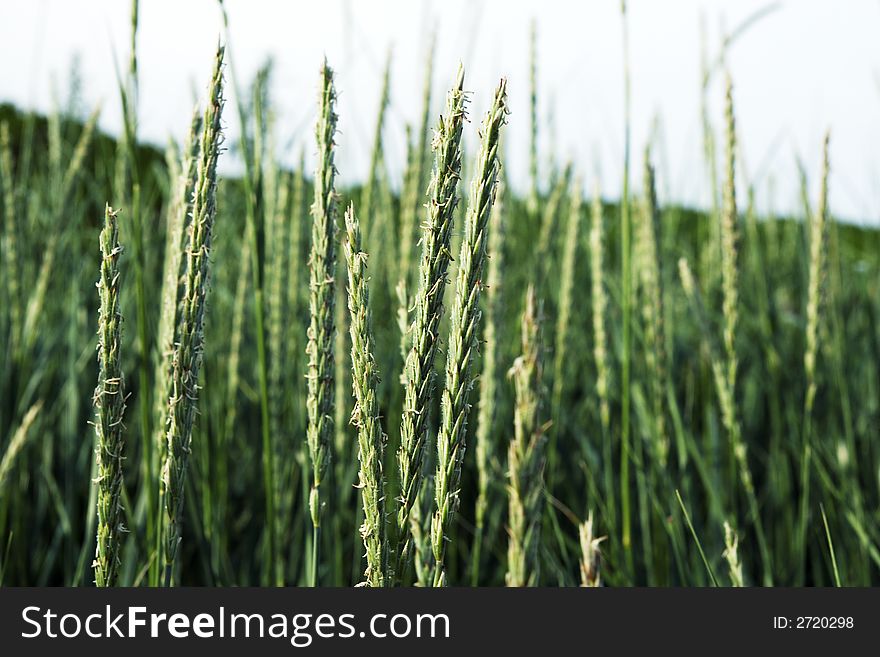 Stalks Of Wheat