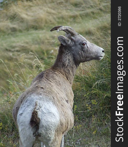 Female ( Ewe) Bighorn Sheep, pregnant. Female ( Ewe) Bighorn Sheep, pregnant