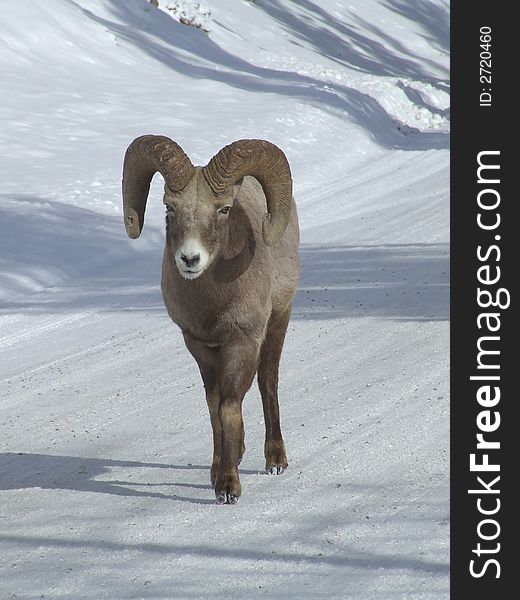 Male Bighorn sheep in winter. Male Bighorn sheep in winter