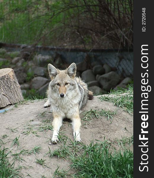 Coyote laying down in afternoon resting. Coyote laying down in afternoon resting