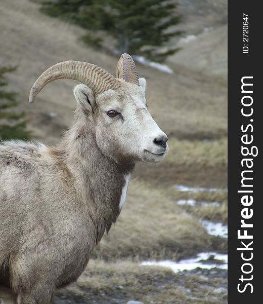 Female ( Ewe) Bighorn sheep close up shot in the Peter Louheed Provincial Park, Canmore, Alberta. Female ( Ewe) Bighorn sheep close up shot in the Peter Louheed Provincial Park, Canmore, Alberta