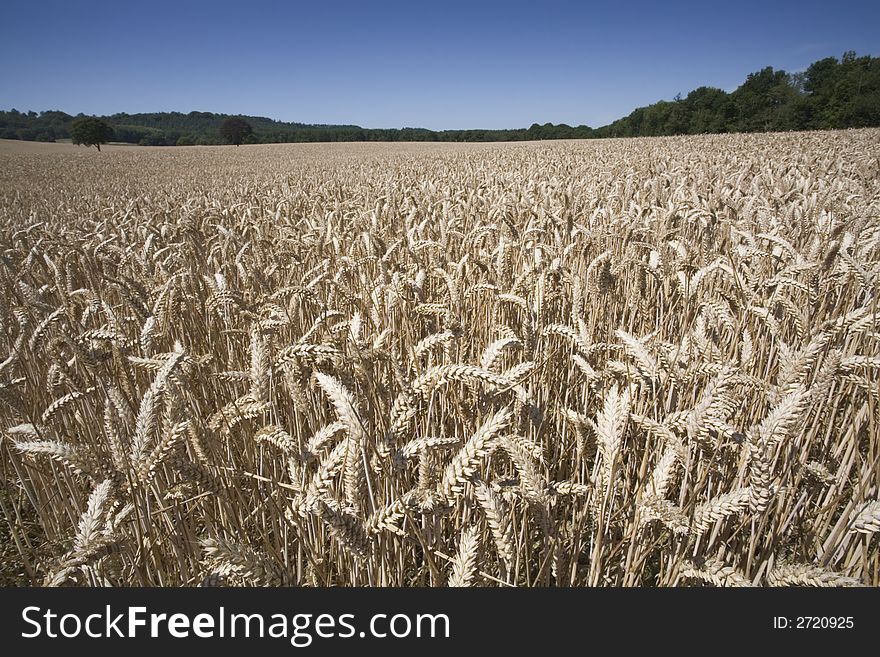 A wheatfield ready for harvest in the summer sun
