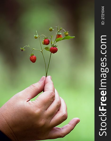 Bunch of wild strawberry in the womens hand.