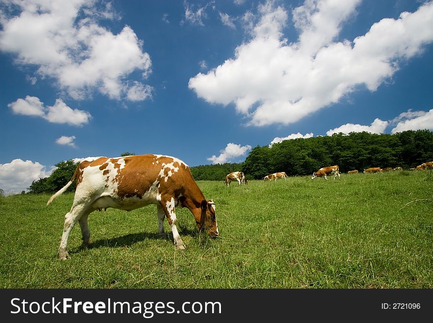 Cows on green summer meadow and beautiful blue sky. Cows on green summer meadow and beautiful blue sky