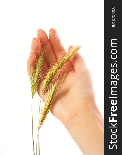 Woman's hand with a wheat isolated on white