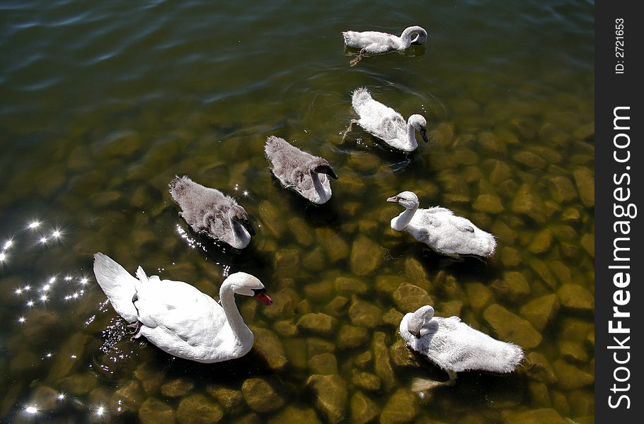 A swan with 6 youngsters in a pond and nice  sunshine reflections on the water