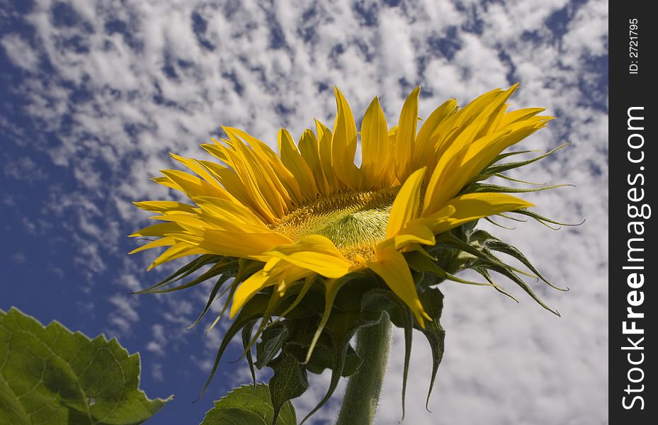 Sunflower with cloudy blue sky. Sunflower with cloudy blue sky