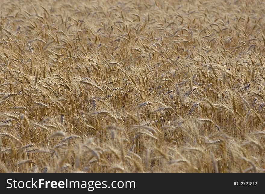 It is another field of wheat. It is another field of wheat