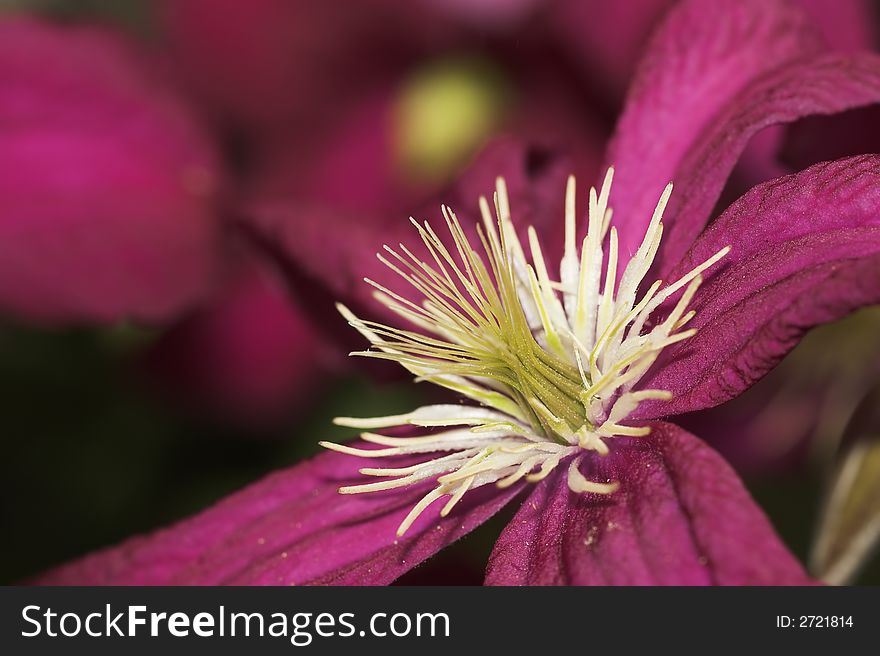 Close up of clematis flower