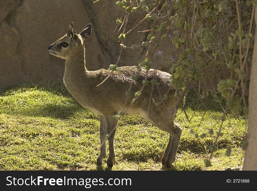 A baby Bamby deer alone in the park. A baby Bamby deer alone in the park