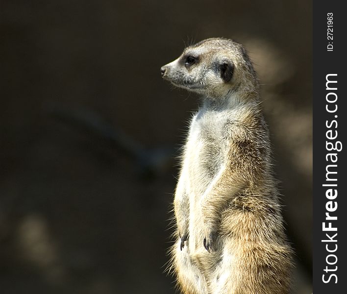 A small meerkat loking around
