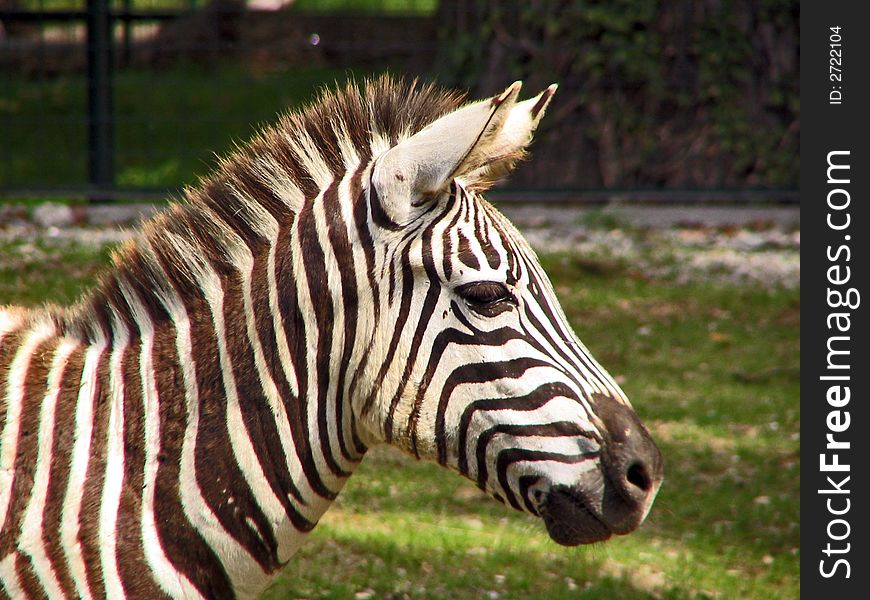 Zebra in color in the zoo