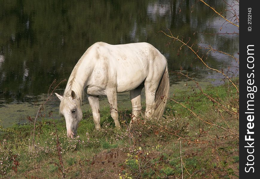 White mare forage on the pasture near water. White mare forage on the pasture near water