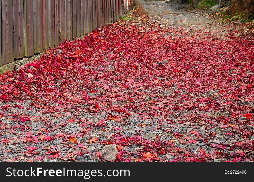 Backyard path covered with red maple leaves during the fall. Backyard path covered with red maple leaves during the fall.