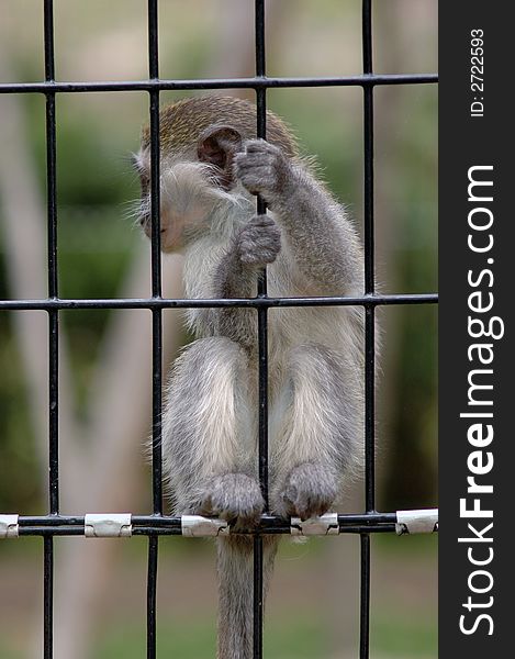 A baby monkey in a zoo holding onto the bars that cage him in. A baby monkey in a zoo holding onto the bars that cage him in.