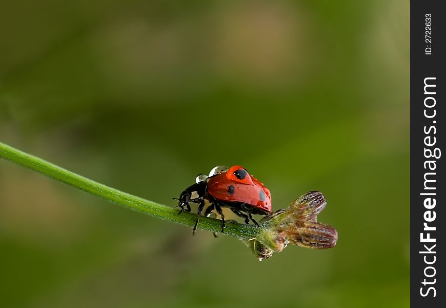 Wet ladybug