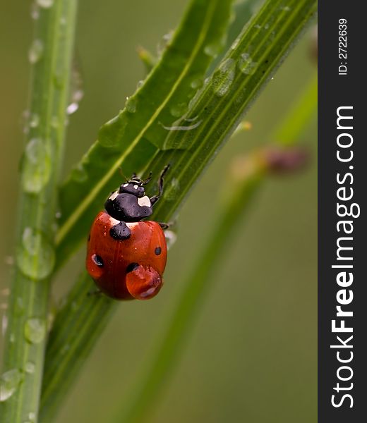 Ladybug with raindrops on the wings on green grass. Ladybug with raindrops on the wings on green grass