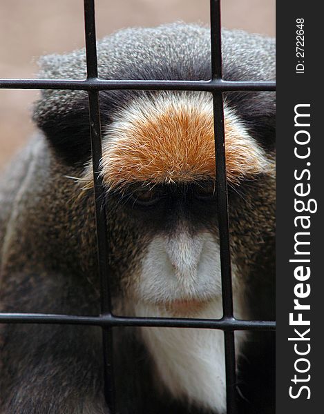 A portrait of a monkey trapped in its cage at the zoo. A portrait of a monkey trapped in its cage at the zoo.